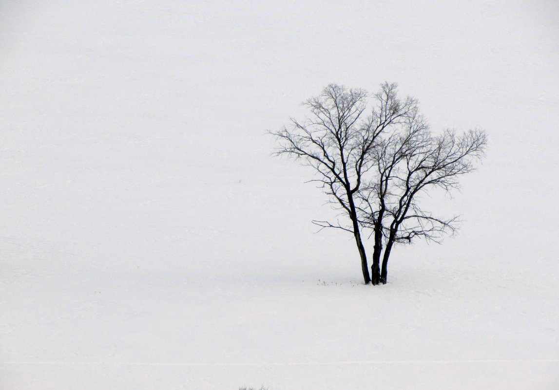 Зимнее дерево - Константин Филякин