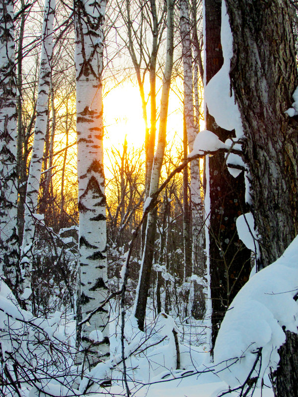 Закат в зимнем лесу... - Константин Филякин