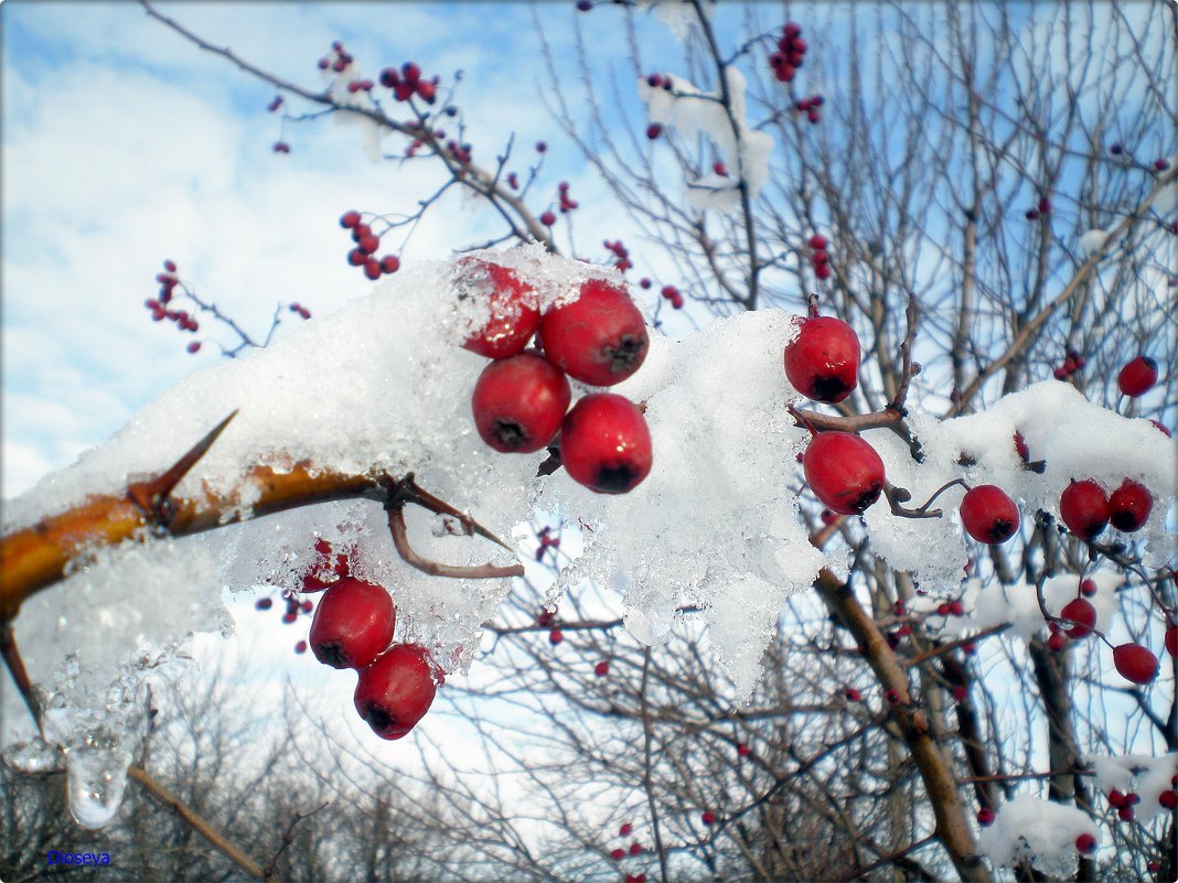 Плоды осени под снегом - Татьяна Пальчикова