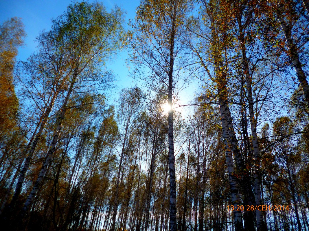 Осенний лес - оксана савина