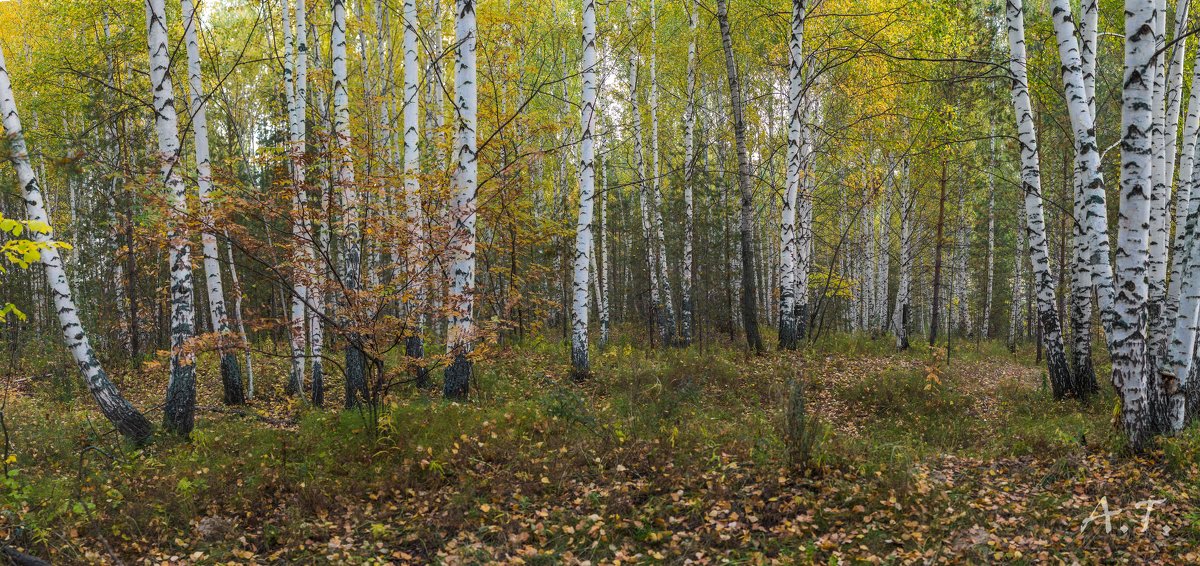 Осенний лесной пейзаж - Александр 