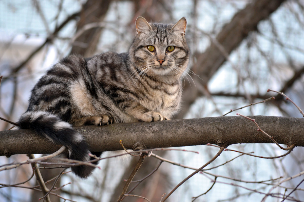 Кошачьи приключения( на дереве) - Nina Streapan