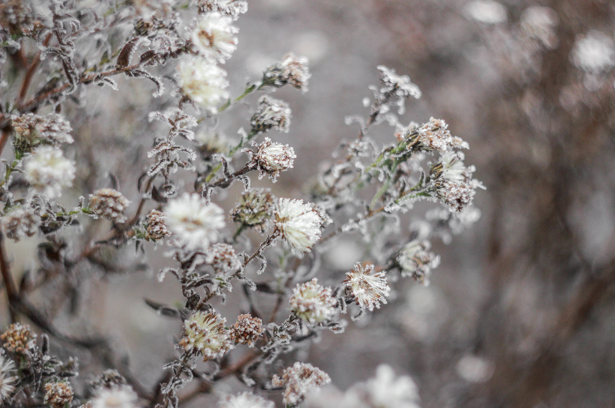 flowers/winter - Юлия 