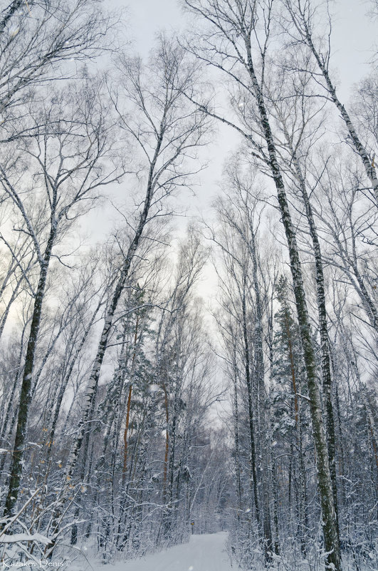 Зимний лес - Денис Казаков