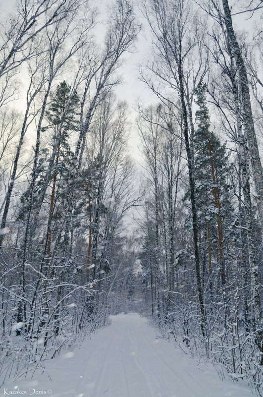 Зимний лес - Денис Казаков