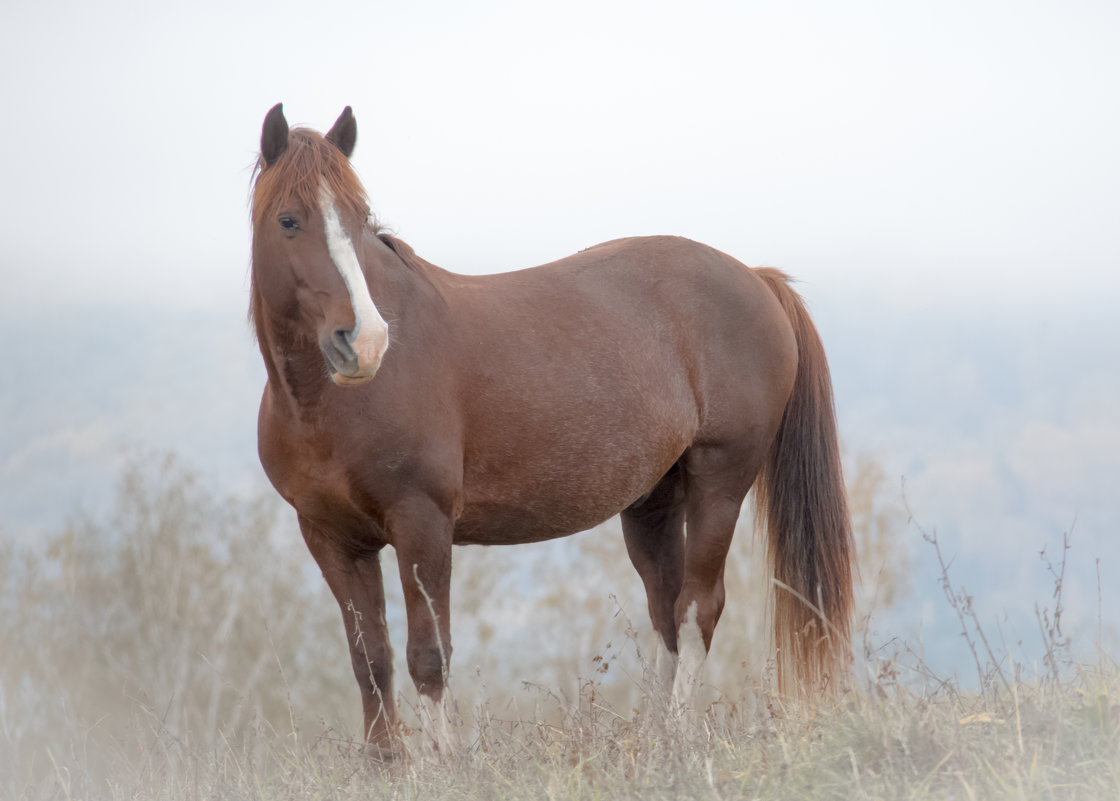 Лошадь в тумане - евгений 