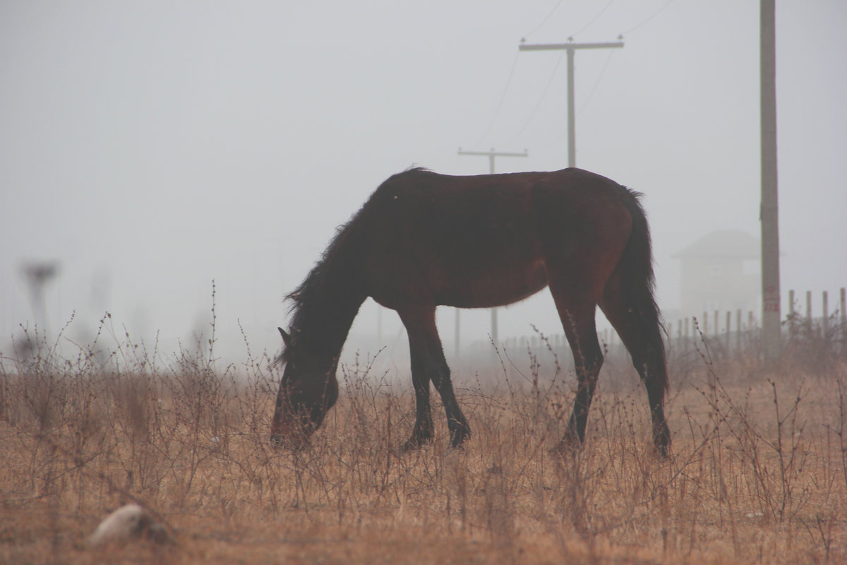 Лошадь в тумане - Алена Ковалева