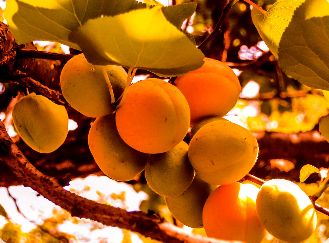 абрикосы - петькун  георгий 