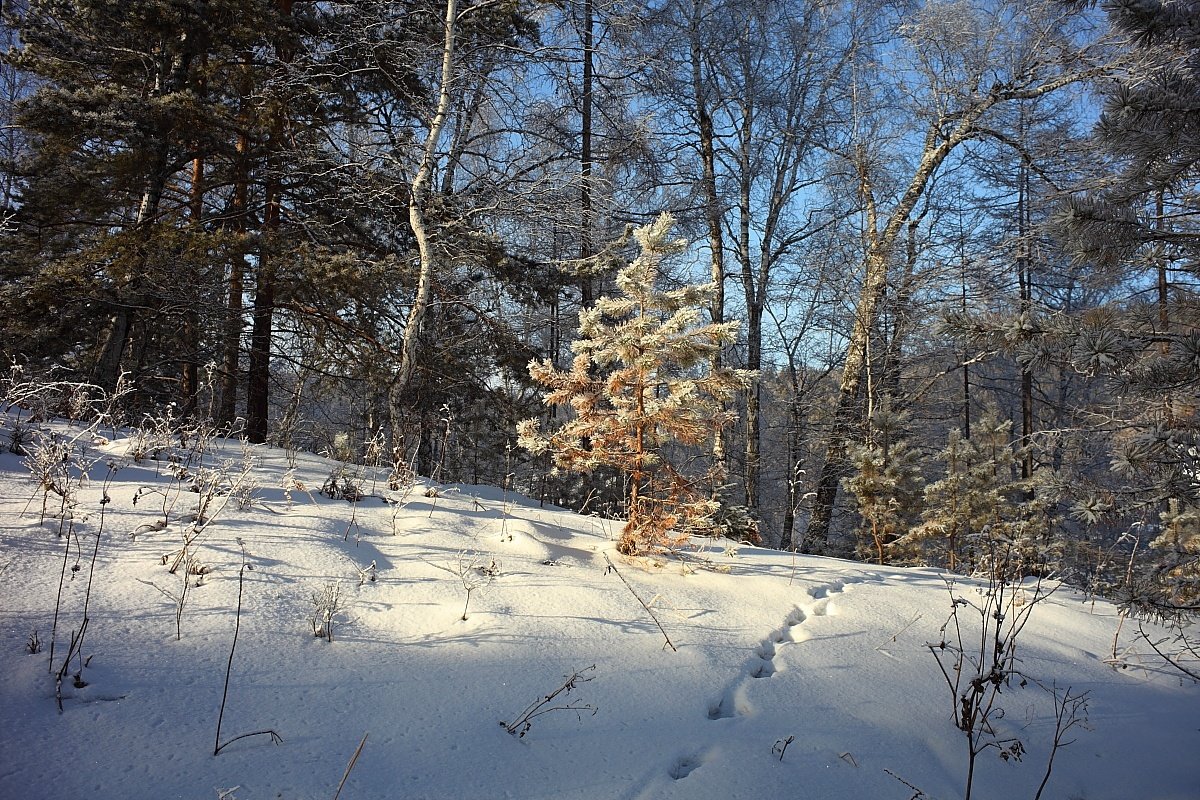 * *  * - Николай Елисеев