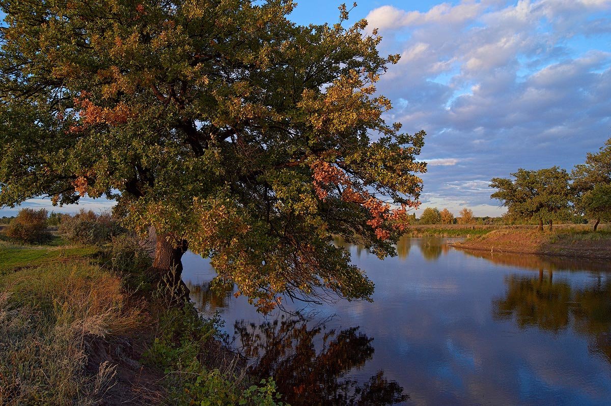 Oak On The Water - Александр Кафтанов