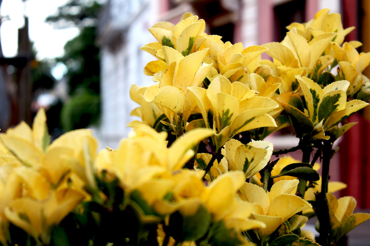 цветы в городе - Виктория 