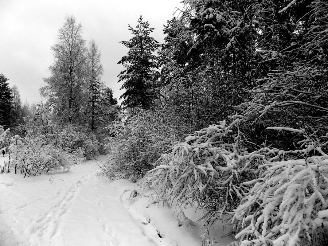 Лес без солнышка. - Фотогруппа Весна