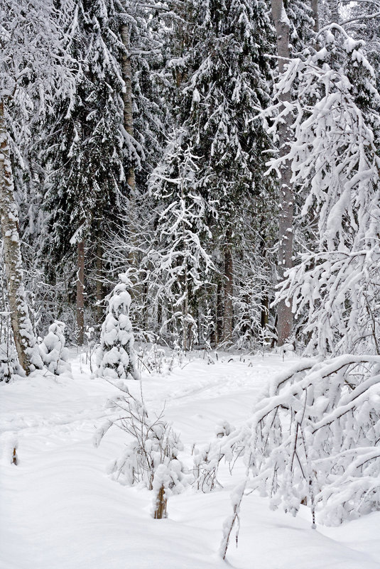 Сказка зимнего леса - Татьяна Петранова
