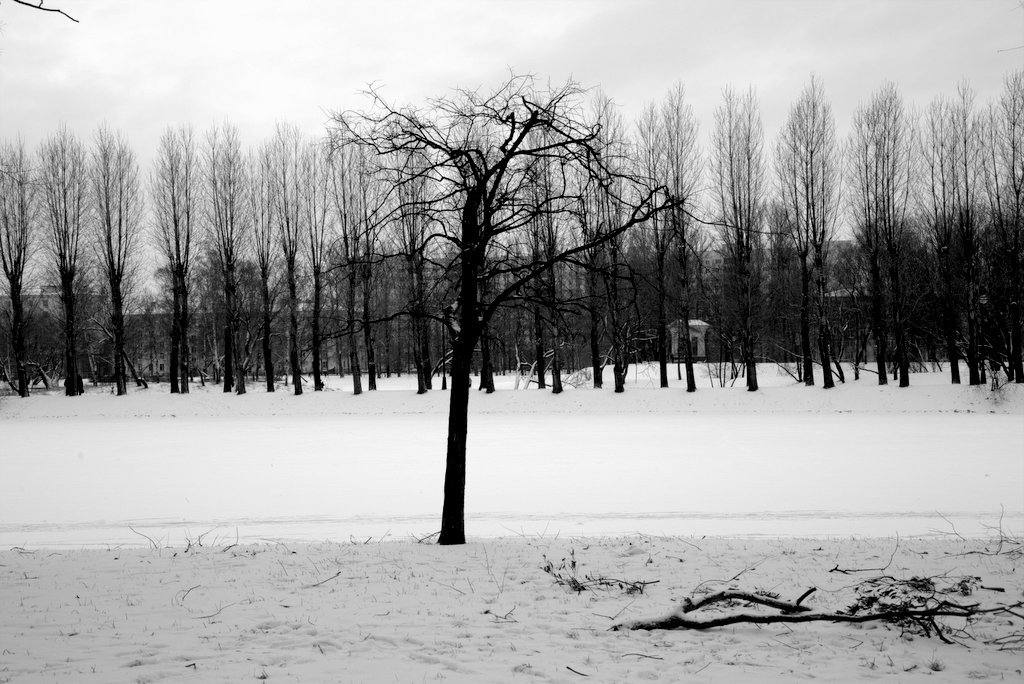 Философия дерева - Елена Разумилова