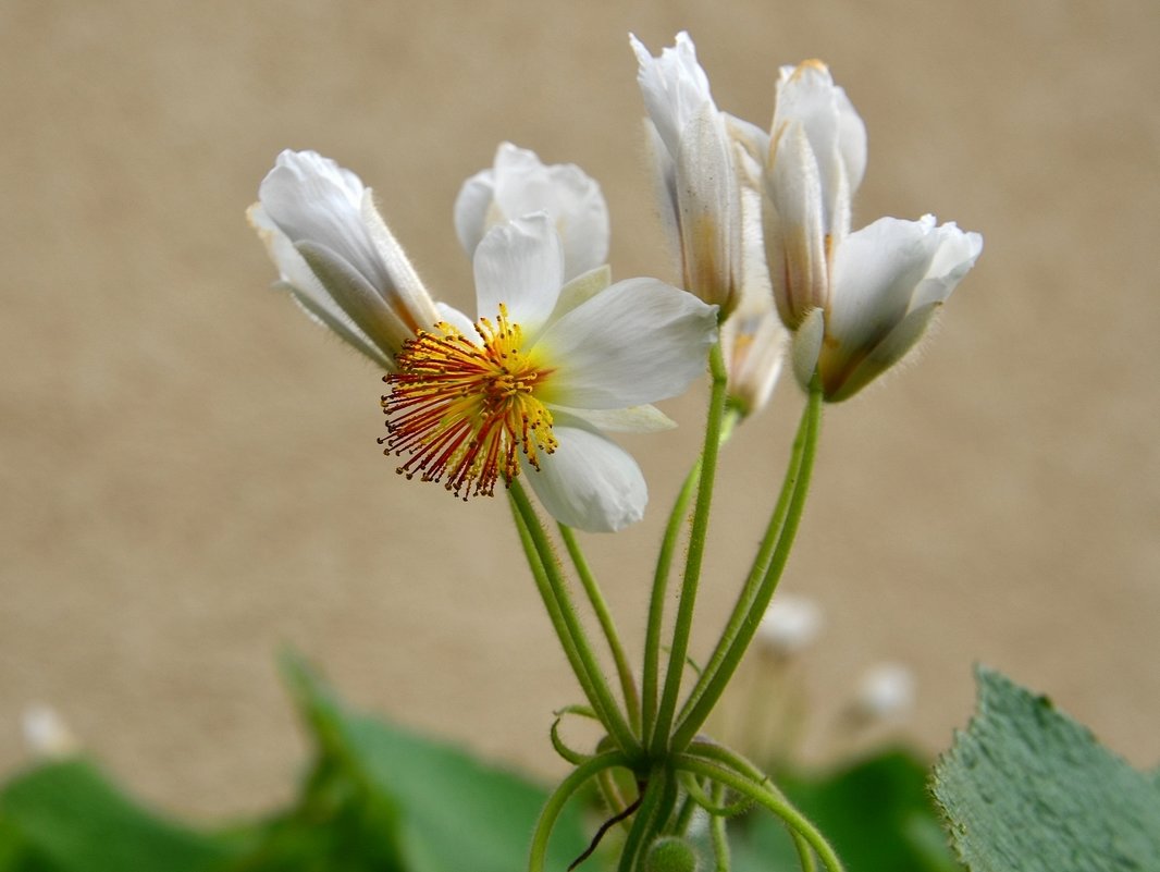 12.04.14 Цветет спарманния африканская (Sparmannia africana) Семейство липовых - Борис Ржевский