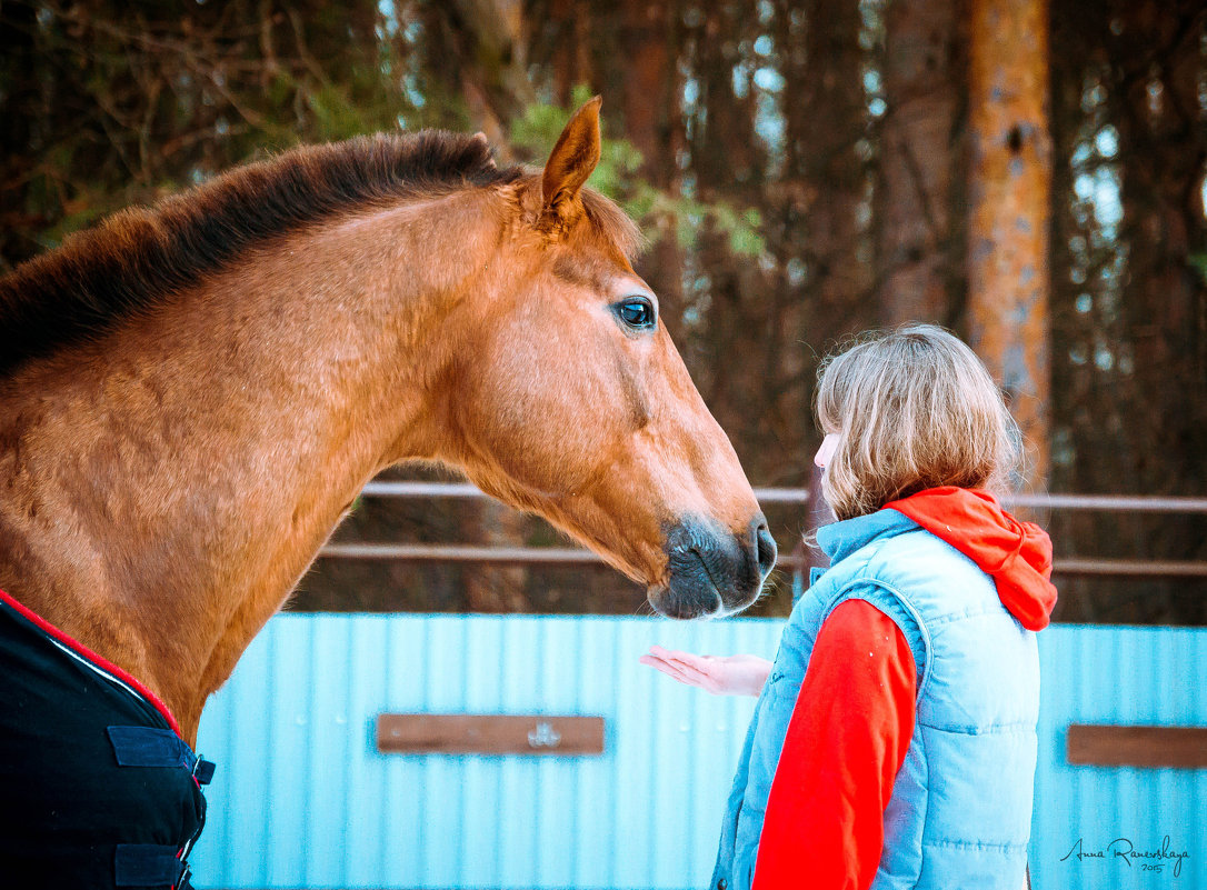 Доверие - неотъемлемая часть отношений человека и лошади - Анна Раневская