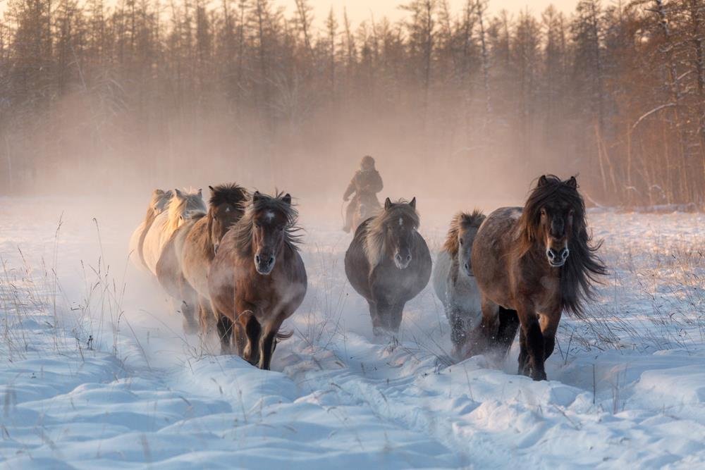 Якутские лошади - Михаил Потапов