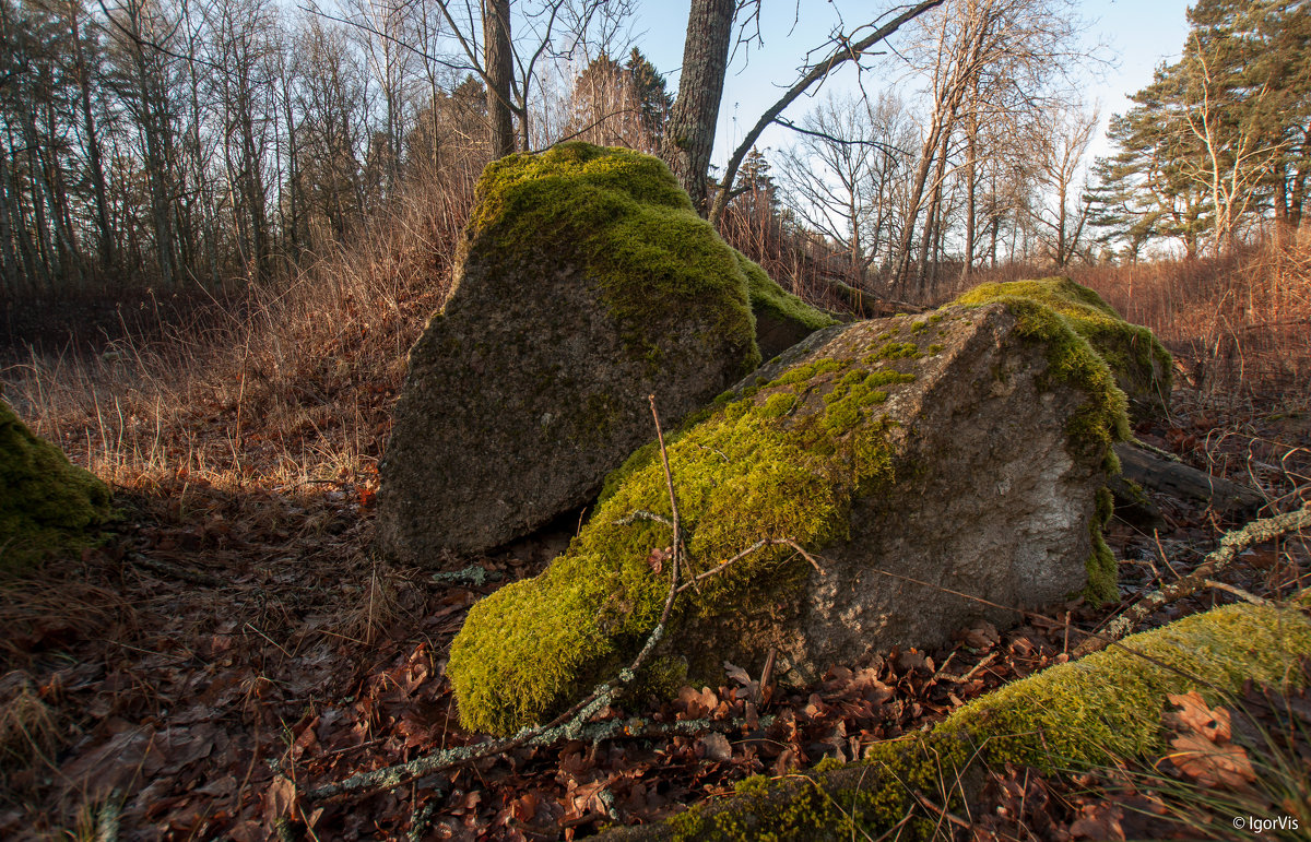 Камни в лесу - Игорь Вишняков