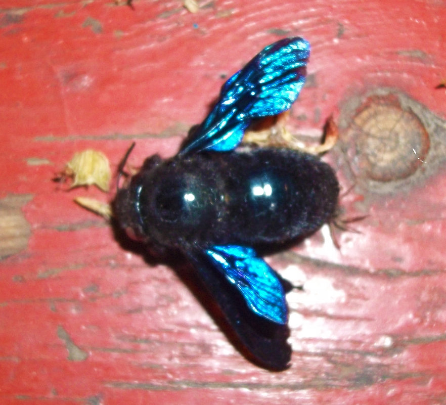 Неизвестное мне насекомое с яркими крыльями и похожее на муху - Владимир Ростовский 