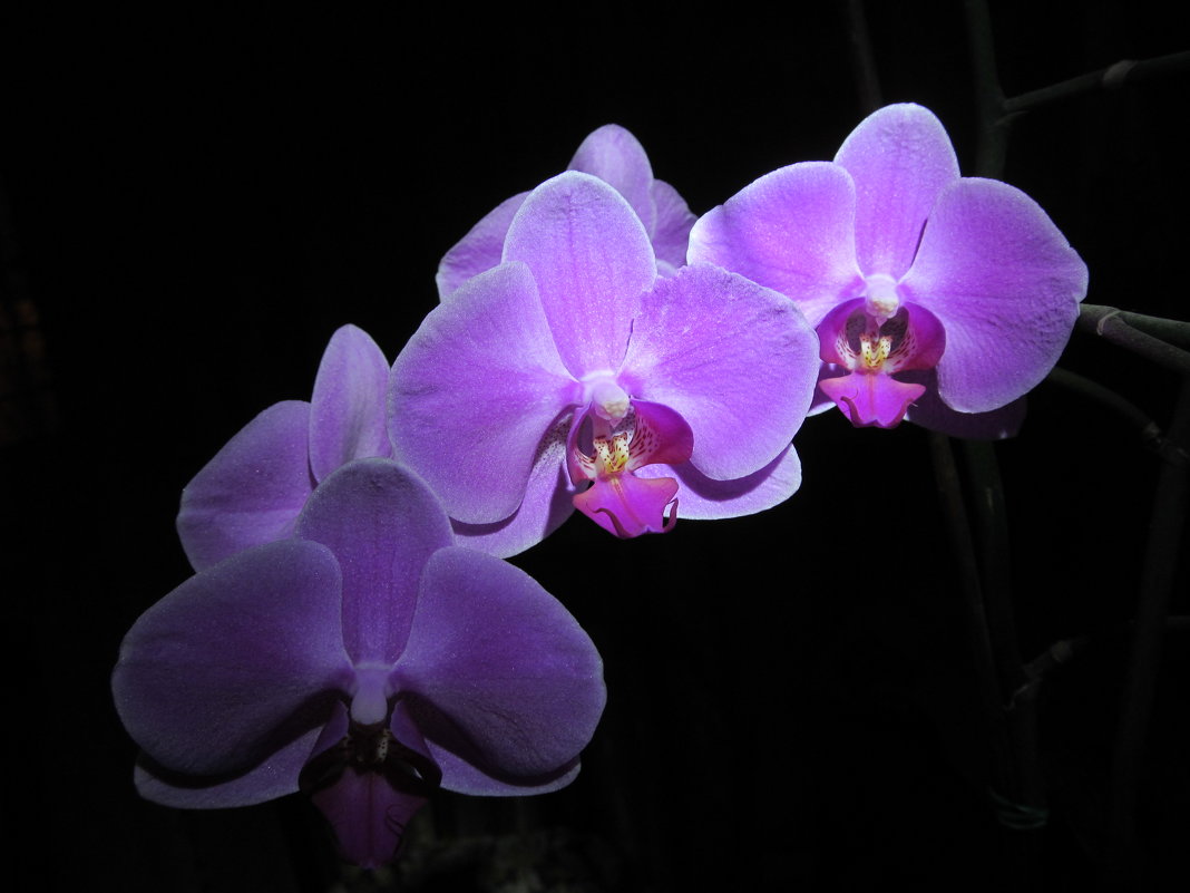 Орхидея - Алла Рыженко