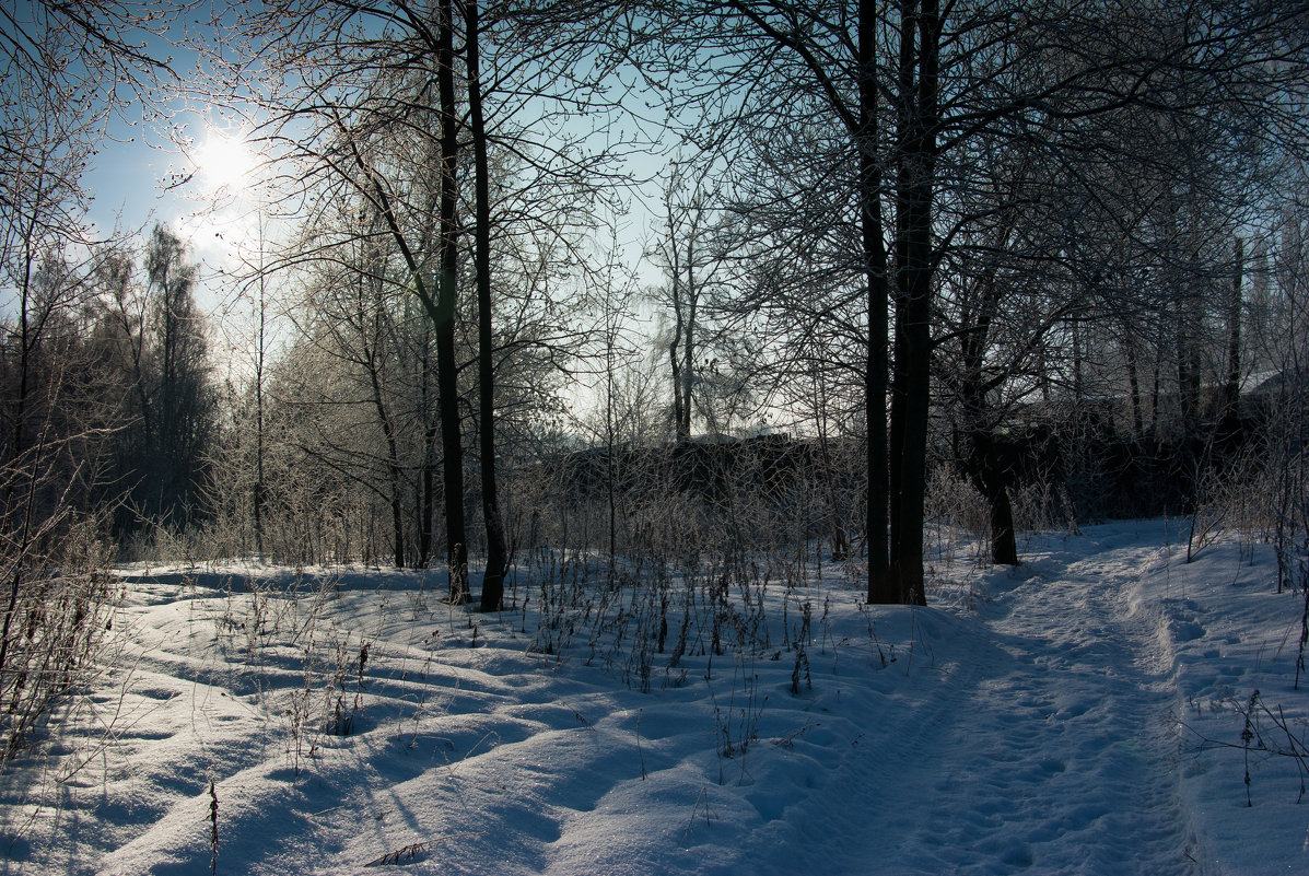 Зимний лес - Диана Попова