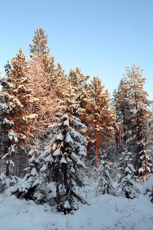 В зимнем лесу - Ольга 