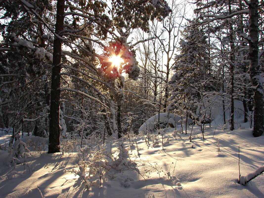Зимний лес - Оксана Яремчук