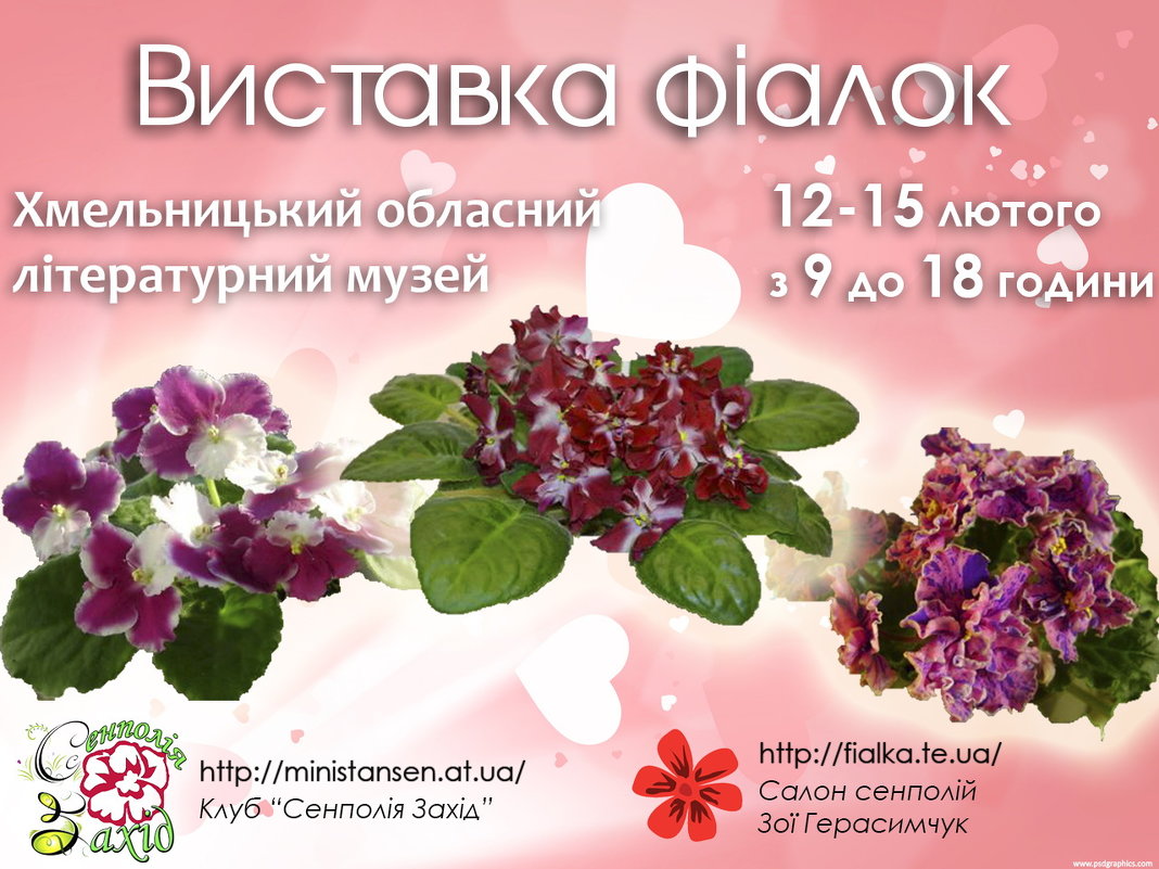 12-15 лютого 2015 р виставка фіалок в Хмельницькому - Зоя 