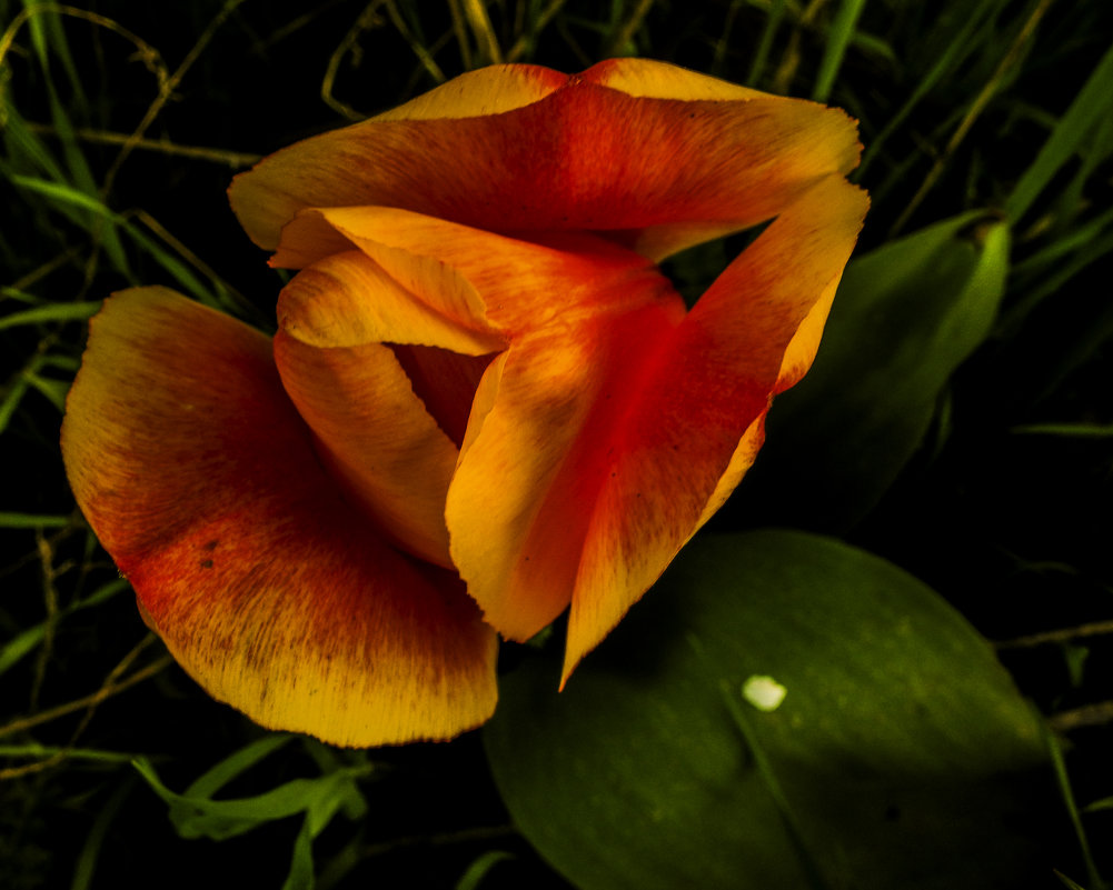 Тюльпан. - Yoris2012 Lp.,by >hbq/