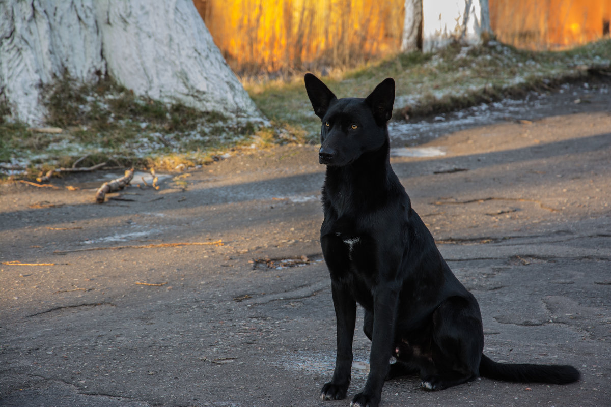 Собака охраняйка - Kasatkin Vladislav