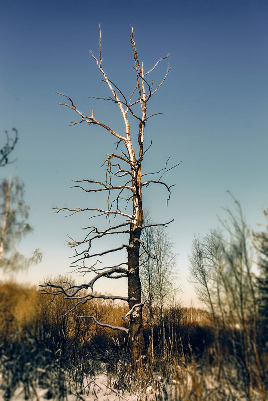 Дерево - oldmrock 