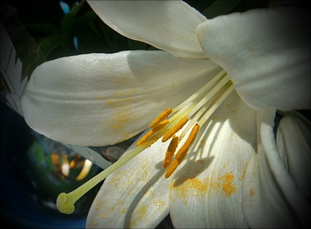 Белая лилия в нашем дворе - Нина Корешкова