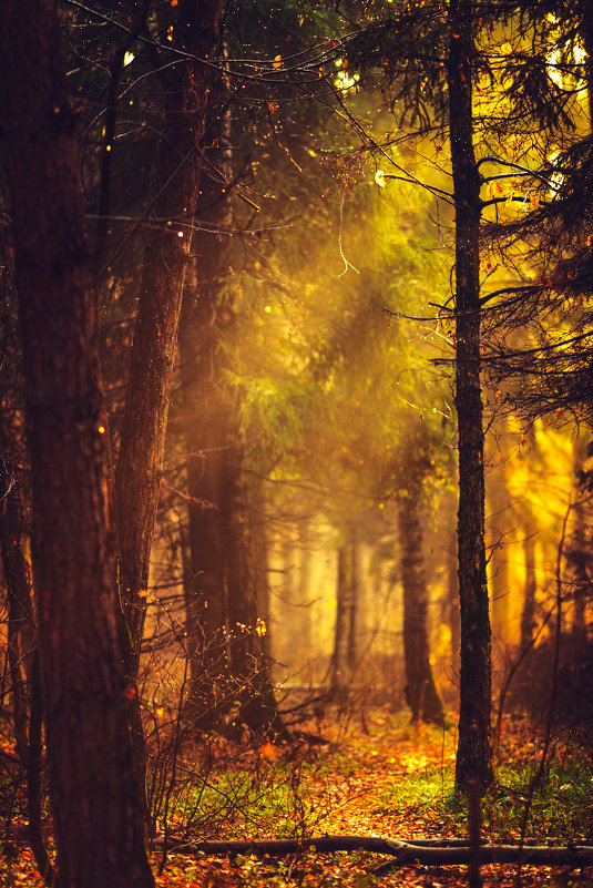 Осенние лучи в лесу - Анастасия Крылова