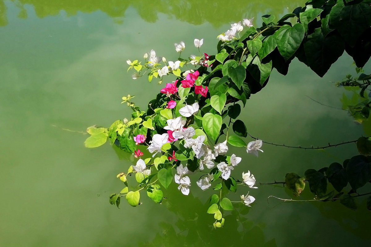 Цветы Вьетнама - Александр Рейтер
