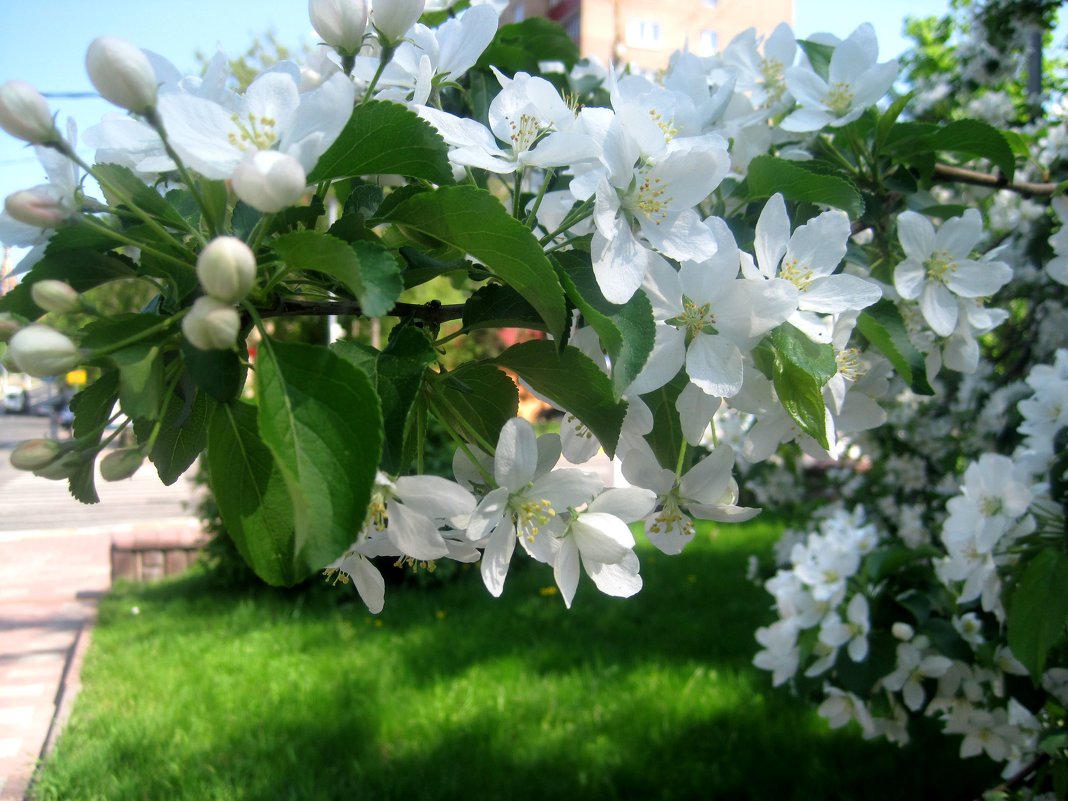 Веточка яблони в цвету - Елена Семигина