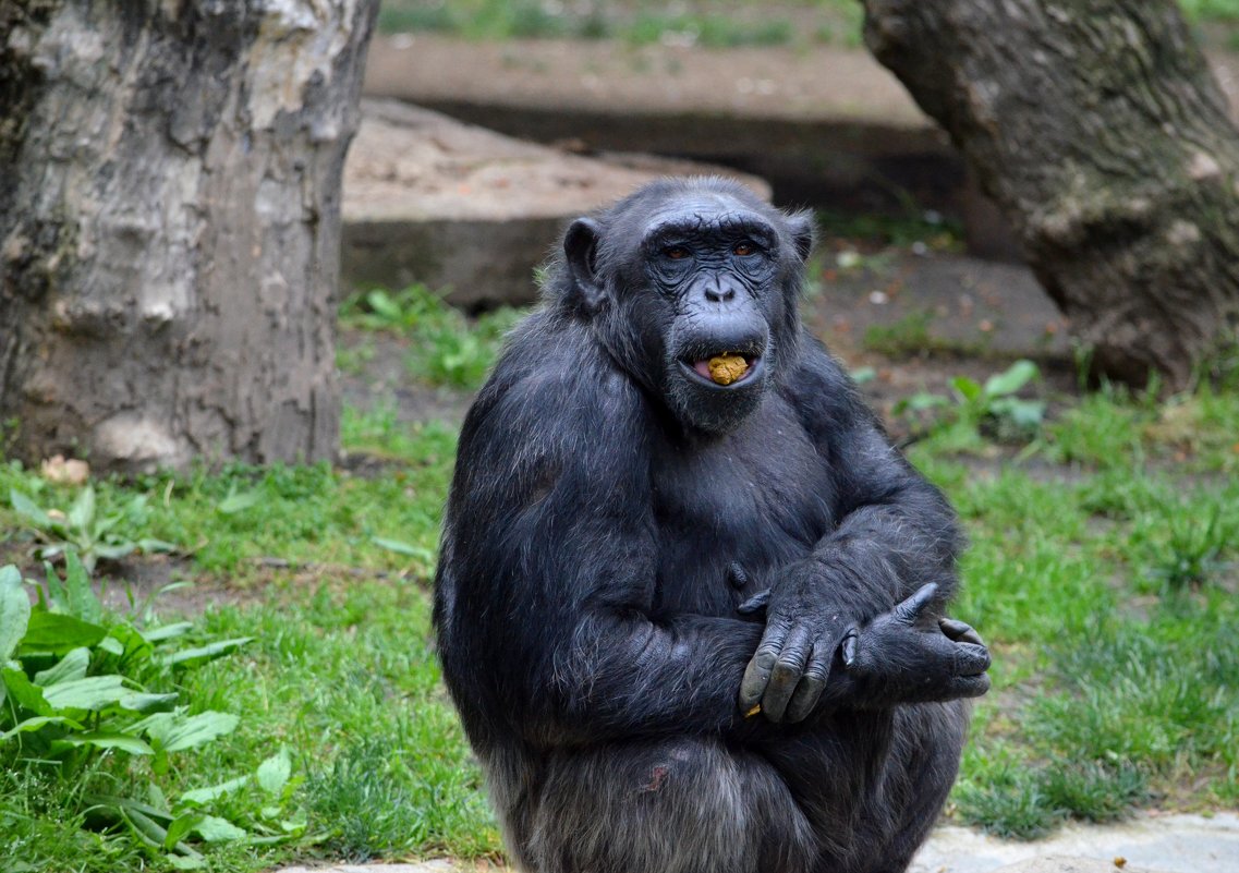 шимпанзе - Savayr 