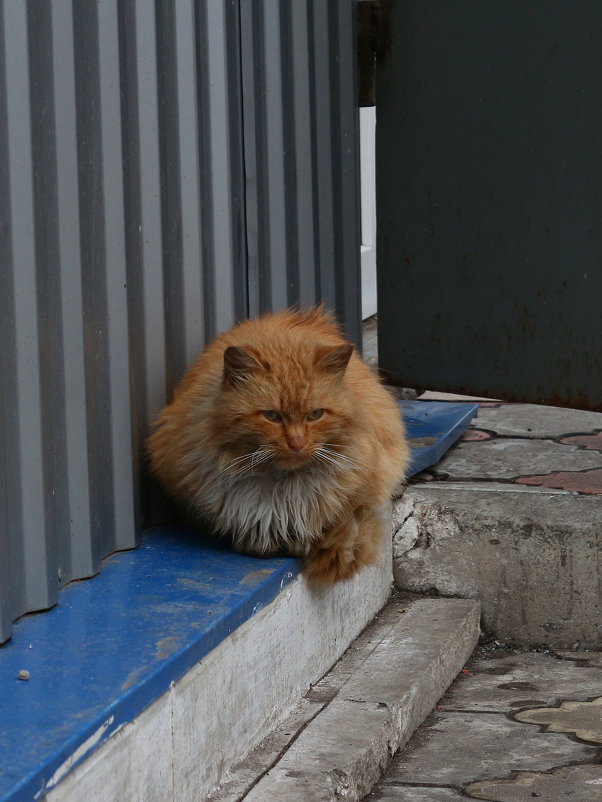 Рыжий кот - Сергей Касимов