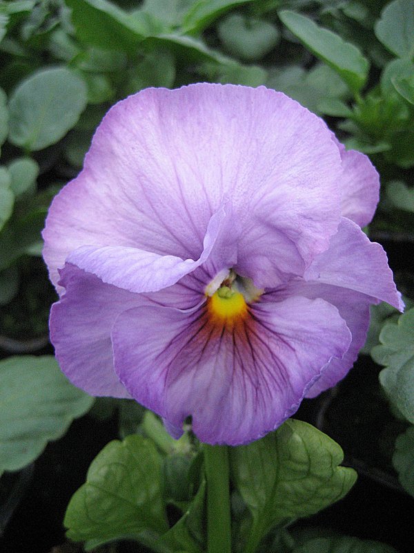Viola Lavender Surprise - laana laadas