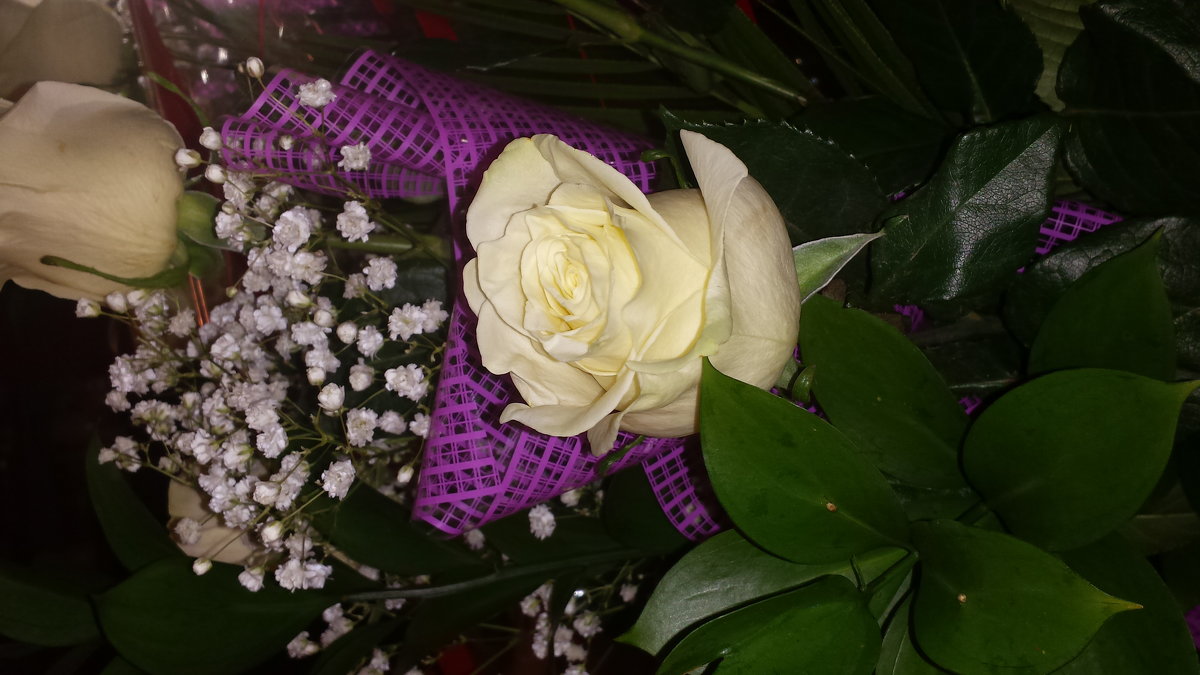 белая роза.... - мария трофимова