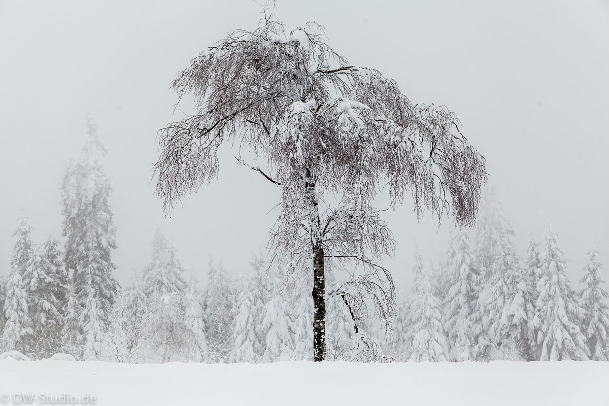 Снежный лес. - Dennis Wiesner