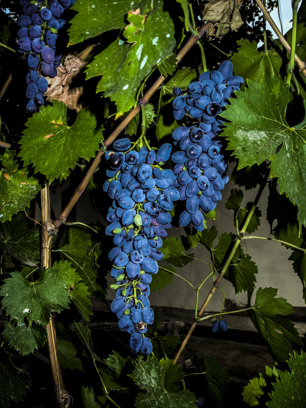 Спелые грозди. - Yoris2012 Lp.,by >hbq/