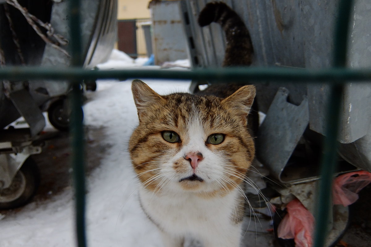 В своём выборе лазить по мусоркам кот Вася абсолютно свободен! - Наталья Тимошенко