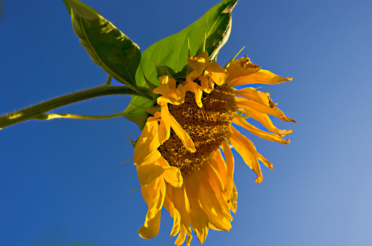 солнечный цветок - Лидия Симова 