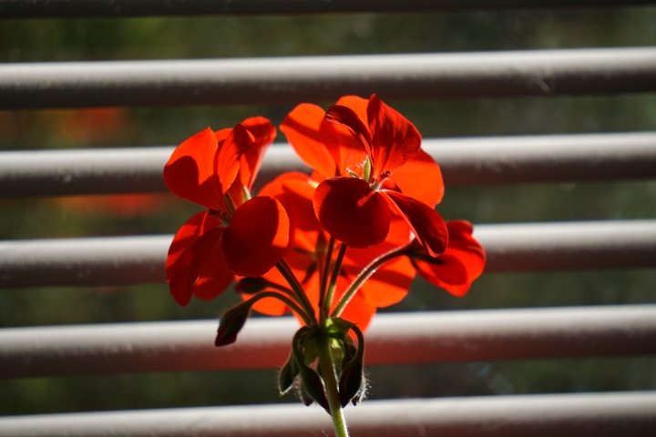 Morning Geranium - vanyathesniper 