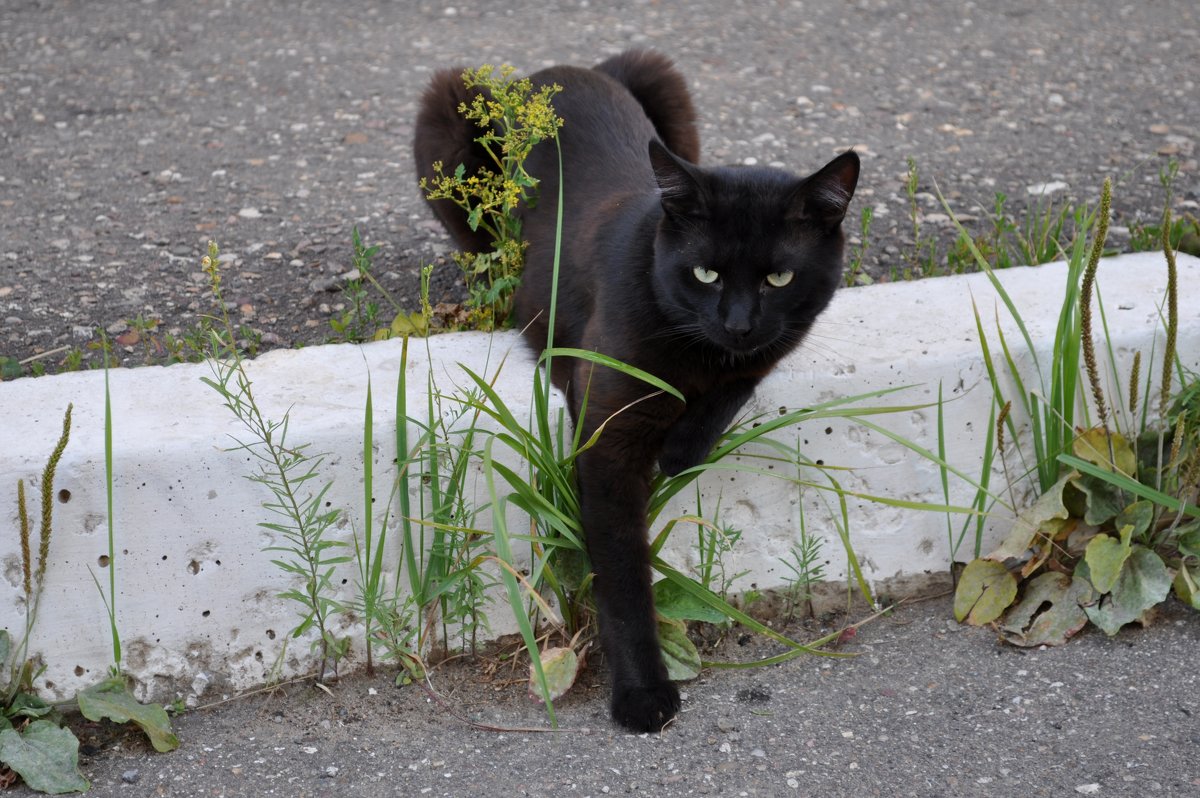 Чёрная кошка - Аня Тёмная