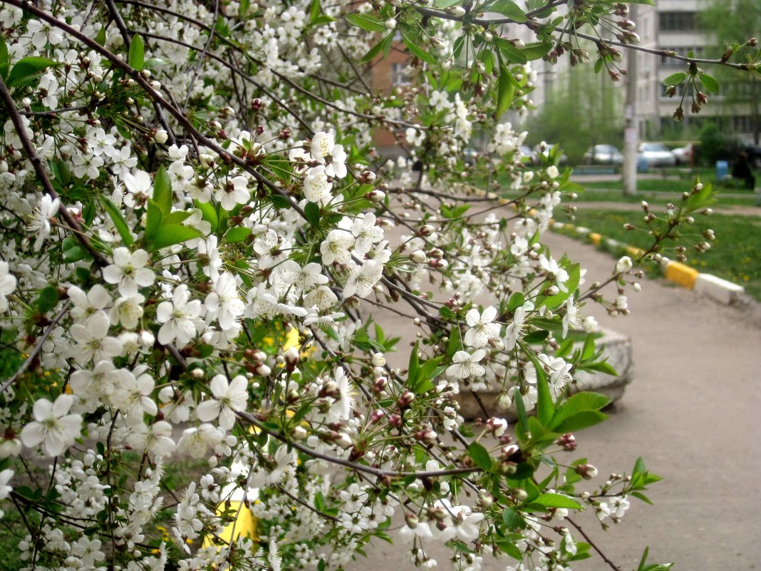 Цветение вишни весной - Елена Семигина