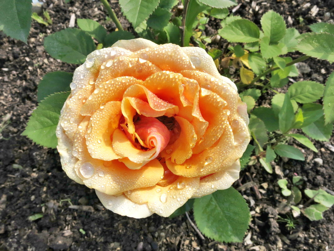 Розы из моего сада. - Станислав 