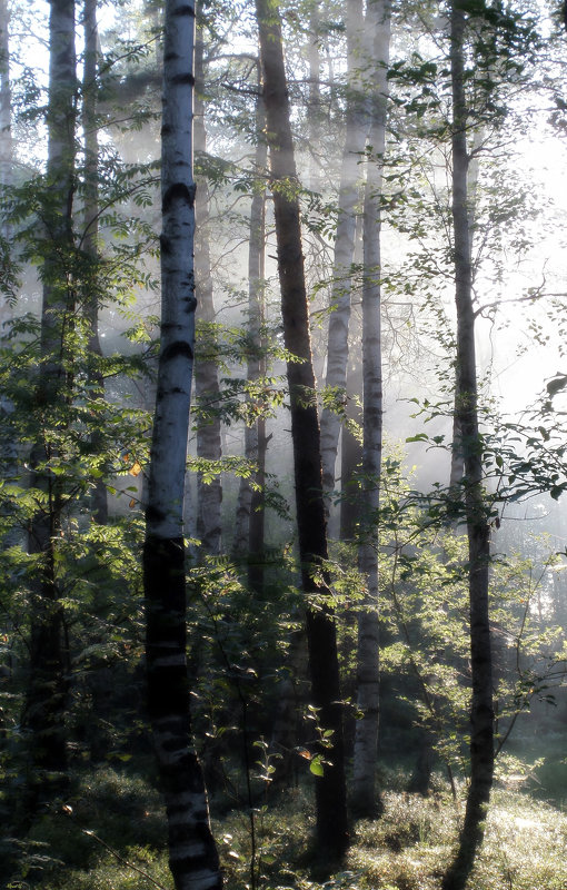 Утро в лесу - Юрий Цыплятников