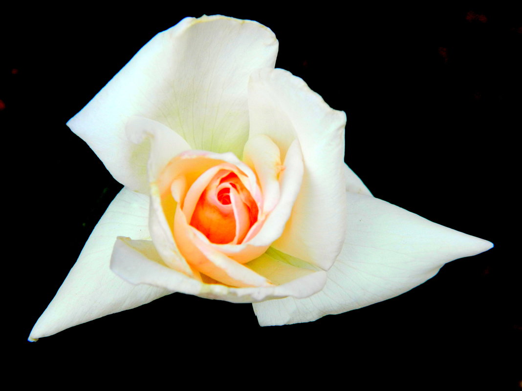 Белая роза - Шамиль Аликулиев