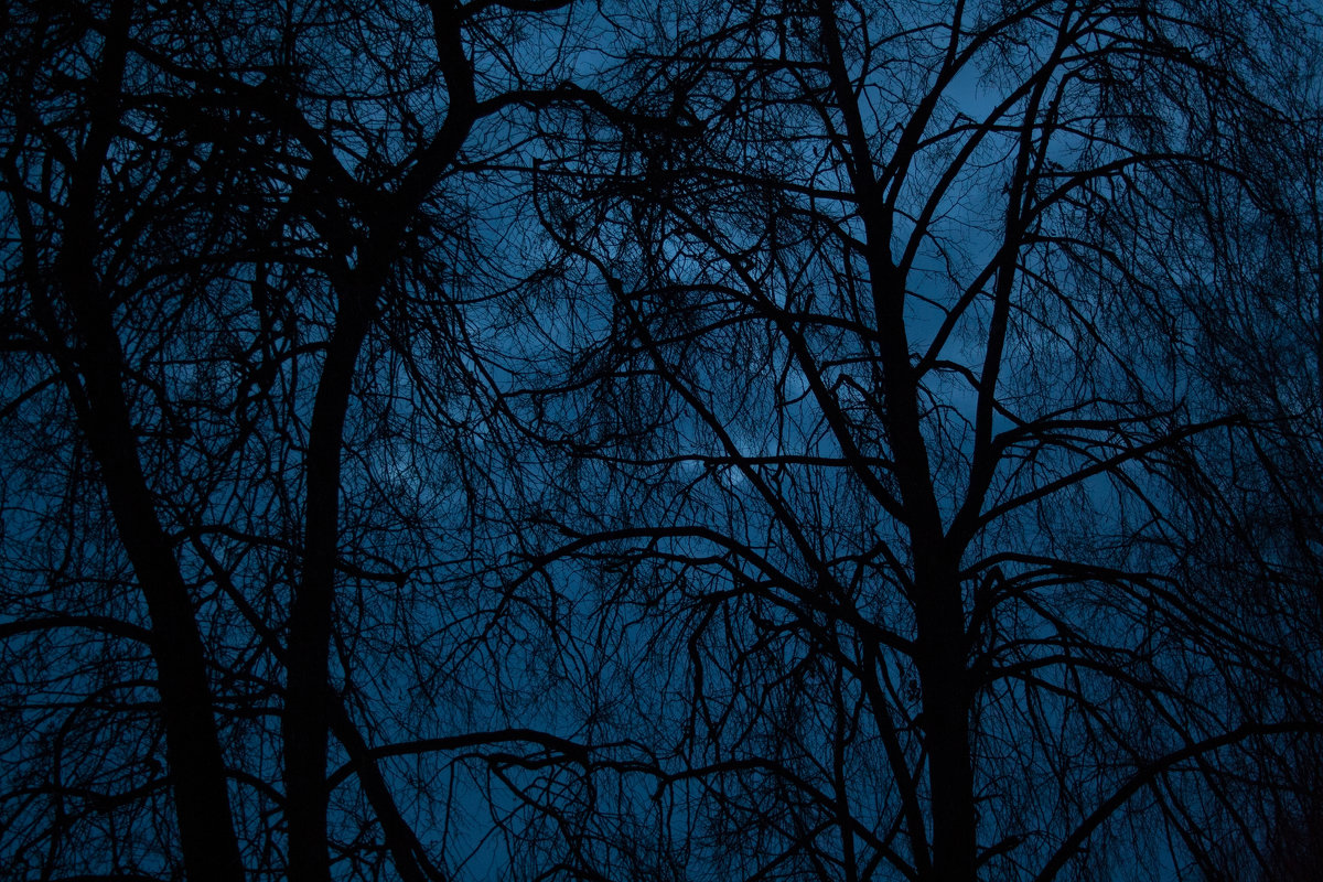 Ночная фотография деревьев. - Игорь Ковалевский